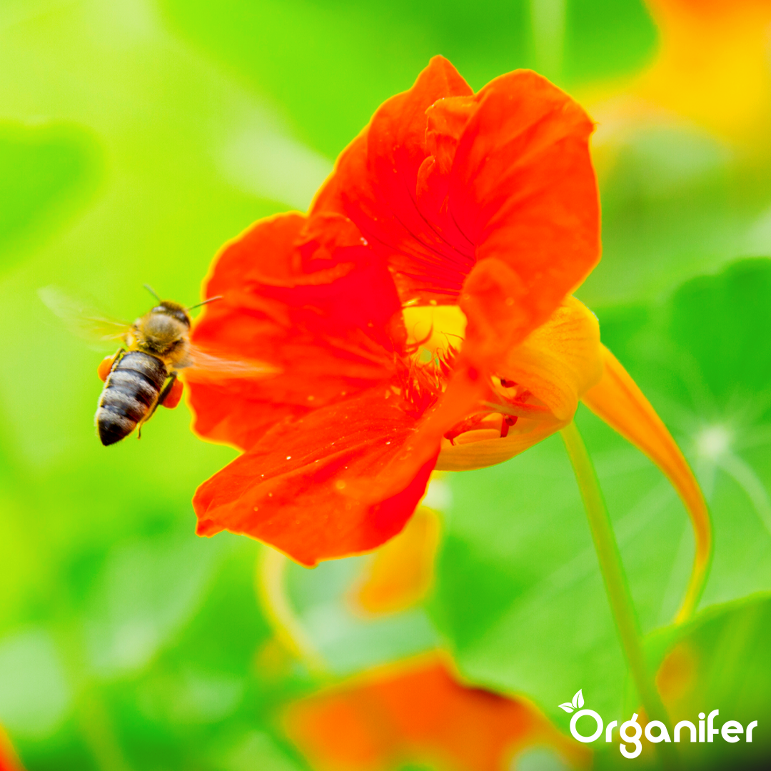 organifer-nasturtium-liquid-fertiliser