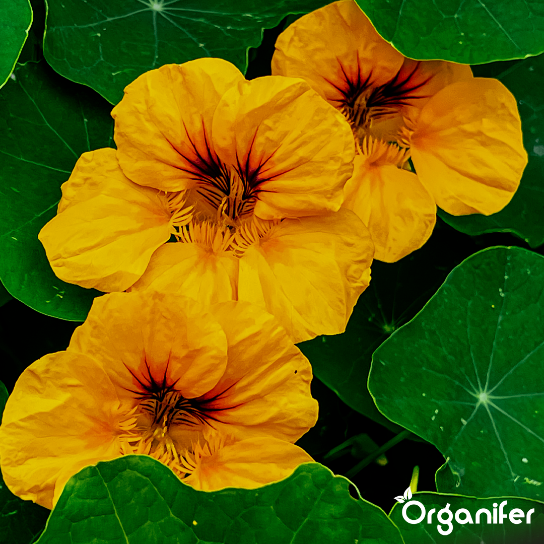 organifer-nasturtium-liquid-fertiliser