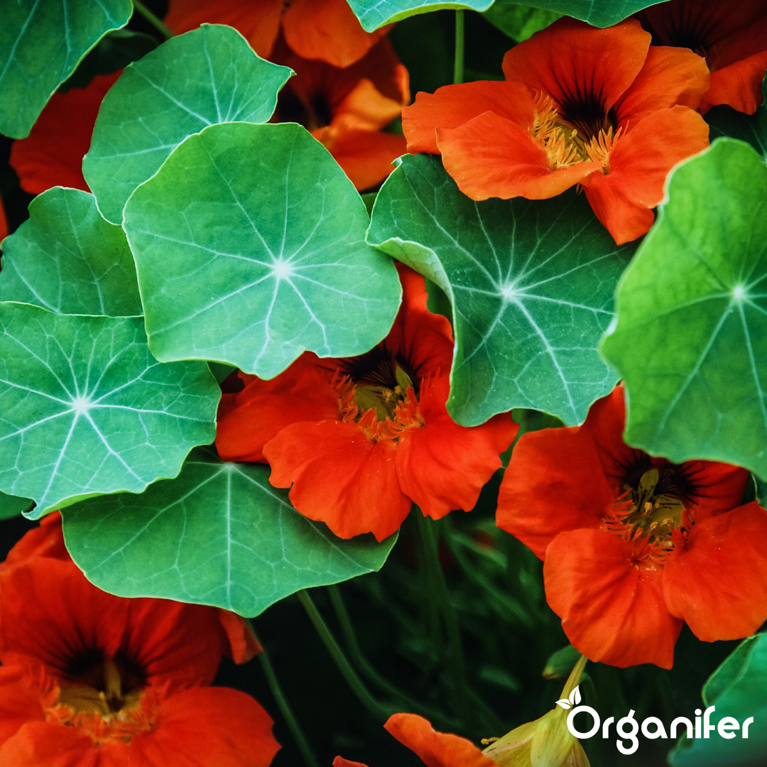 organifer-nasturtium-liquid-fertiliser