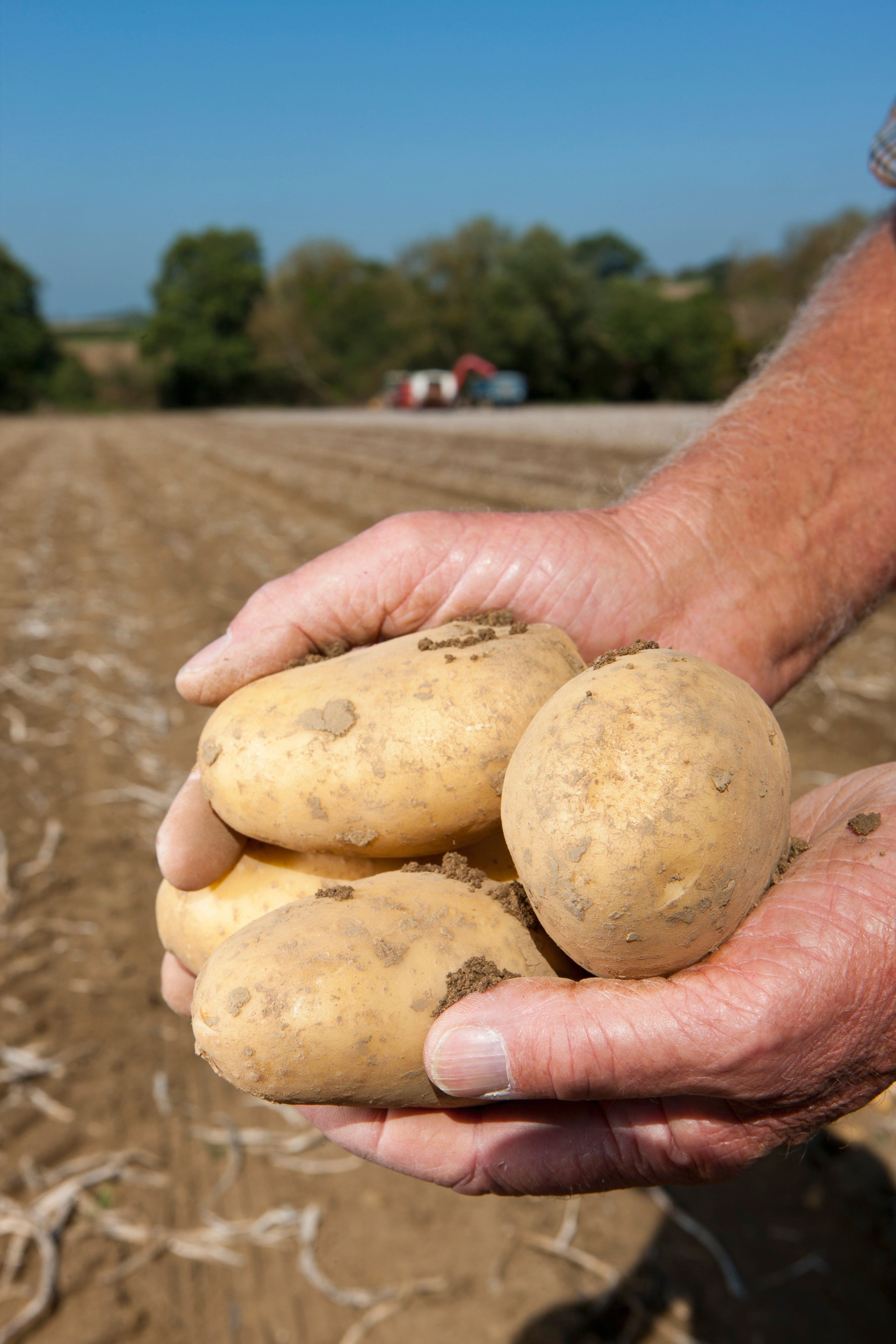 Excellent Storage and Sweetening Flavour