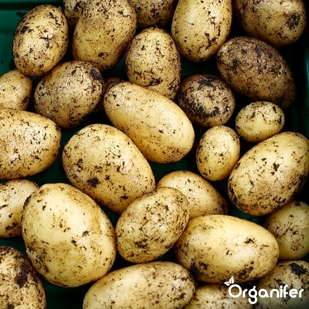 Seed Potatoes Nicola A