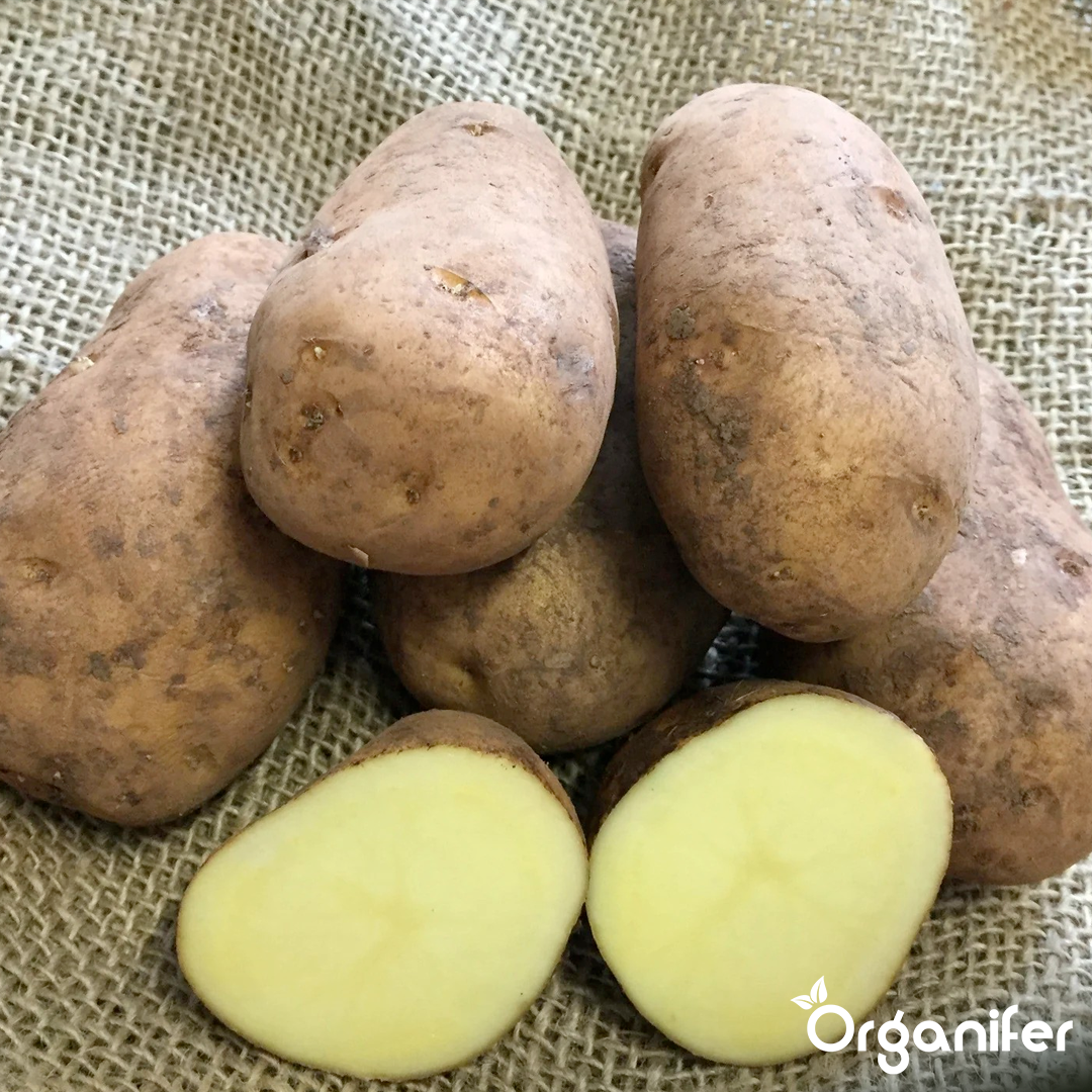 Seed Potatoes Nicola A