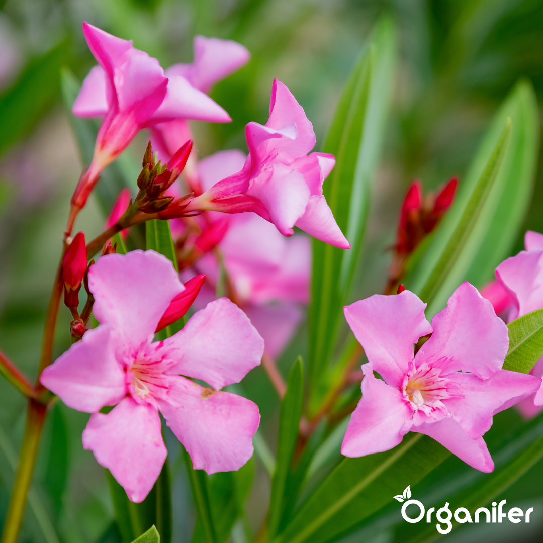 organifer-oleander-liquid-fertiliser