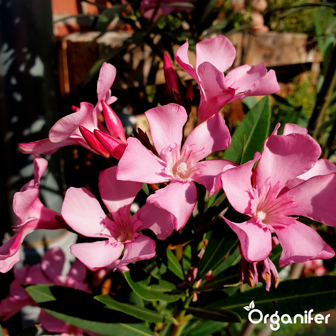 organifer-oleander-liquid-fertiliser