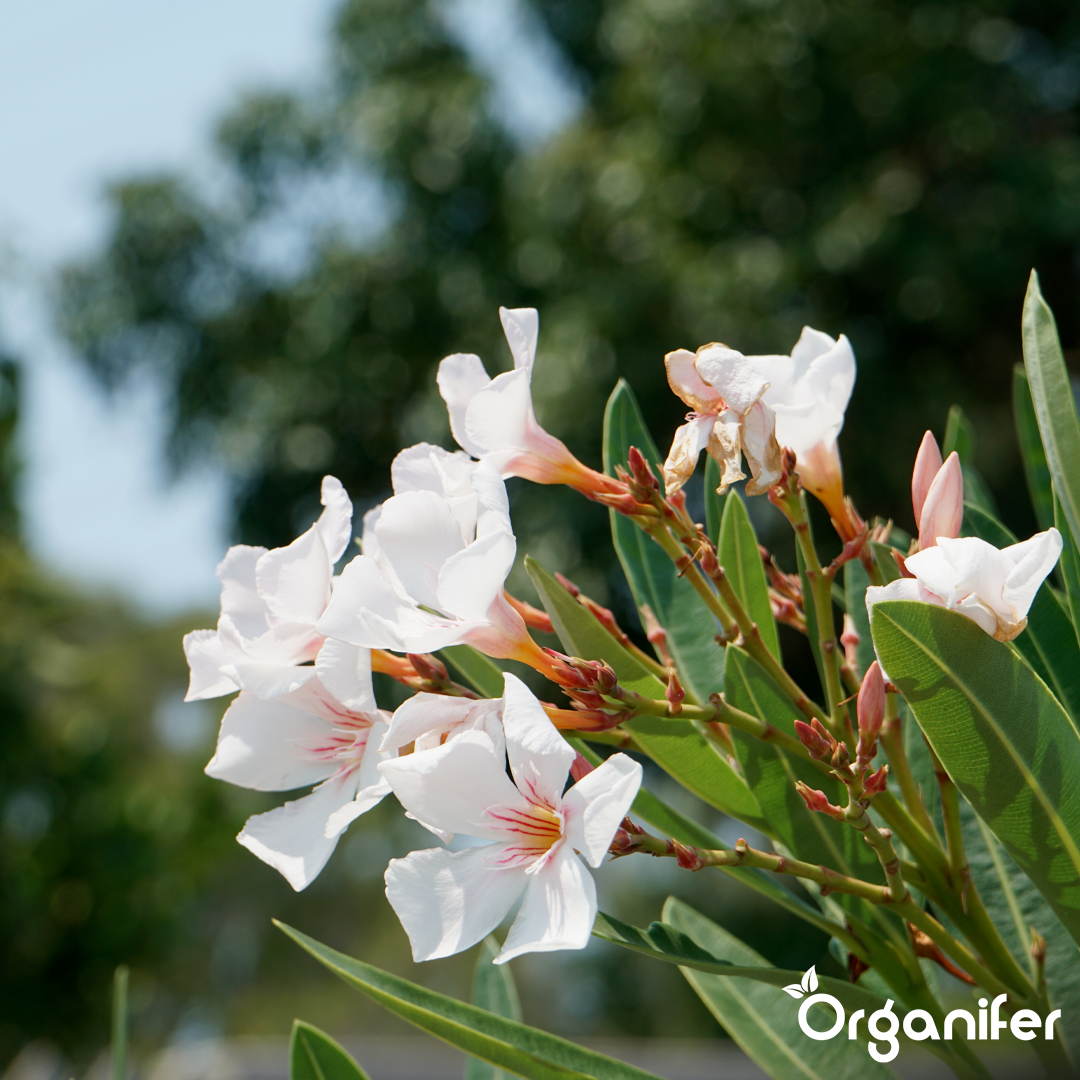organifer-oleander-liquid-fertiliser