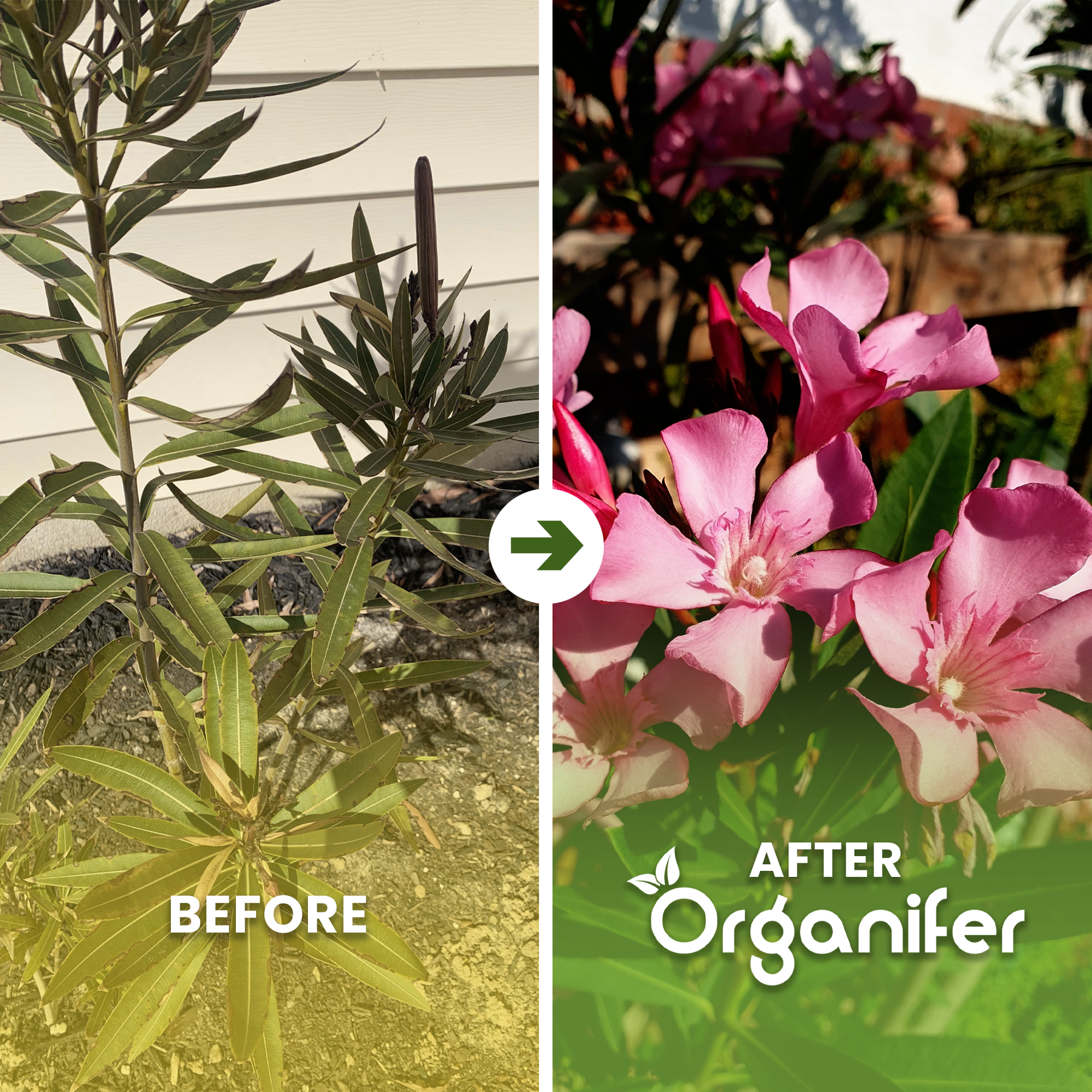 organifer-oleander_before-after_english