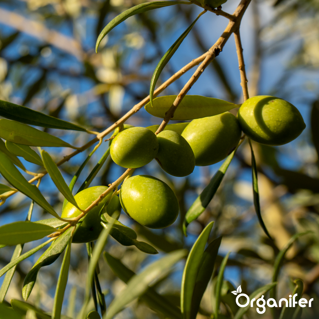 organifer-olive-liquid-fertiliser