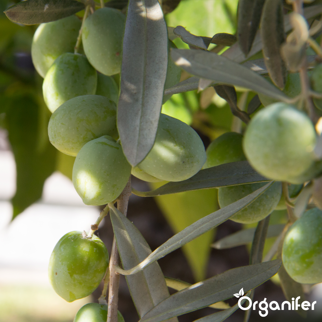 organifer-olive-liquid-fertiliser