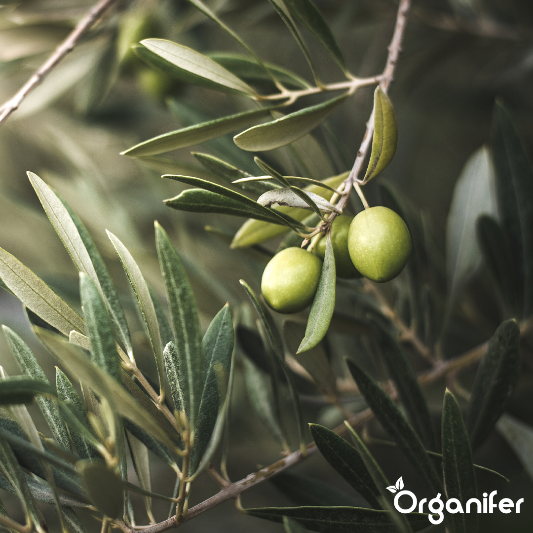 organifer-olive-liquid-fertiliser
