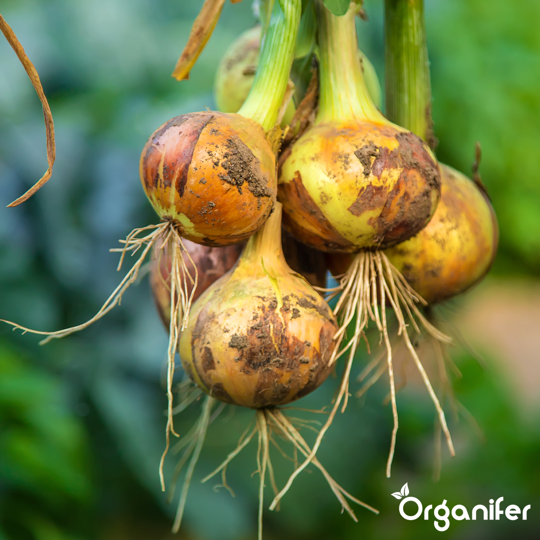 organifer-onion-liquid-fertiliser