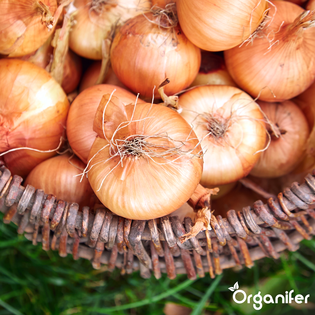 organifer-onion-liquid-fertiliser