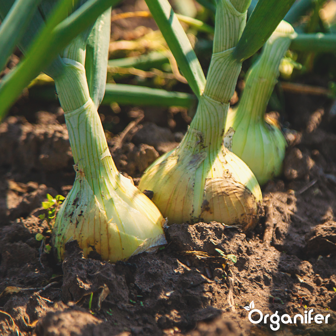 organifer-onion-liquid-fertiliser