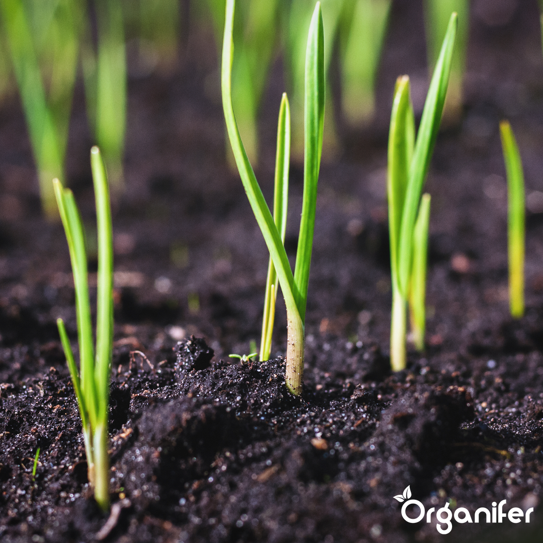 organifer-onion-liquid-fertiliser