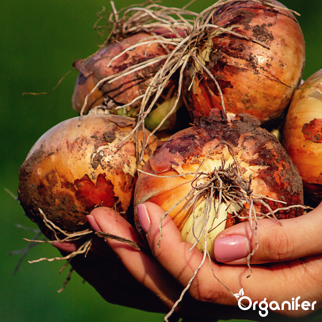 organifer-onion-liquid-fertiliser