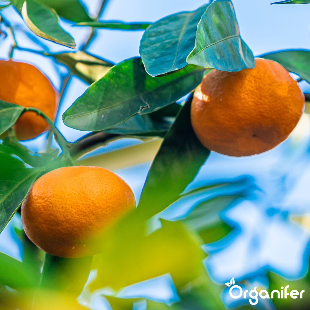 organifer-orange-tree-liquid-fertiliser-4