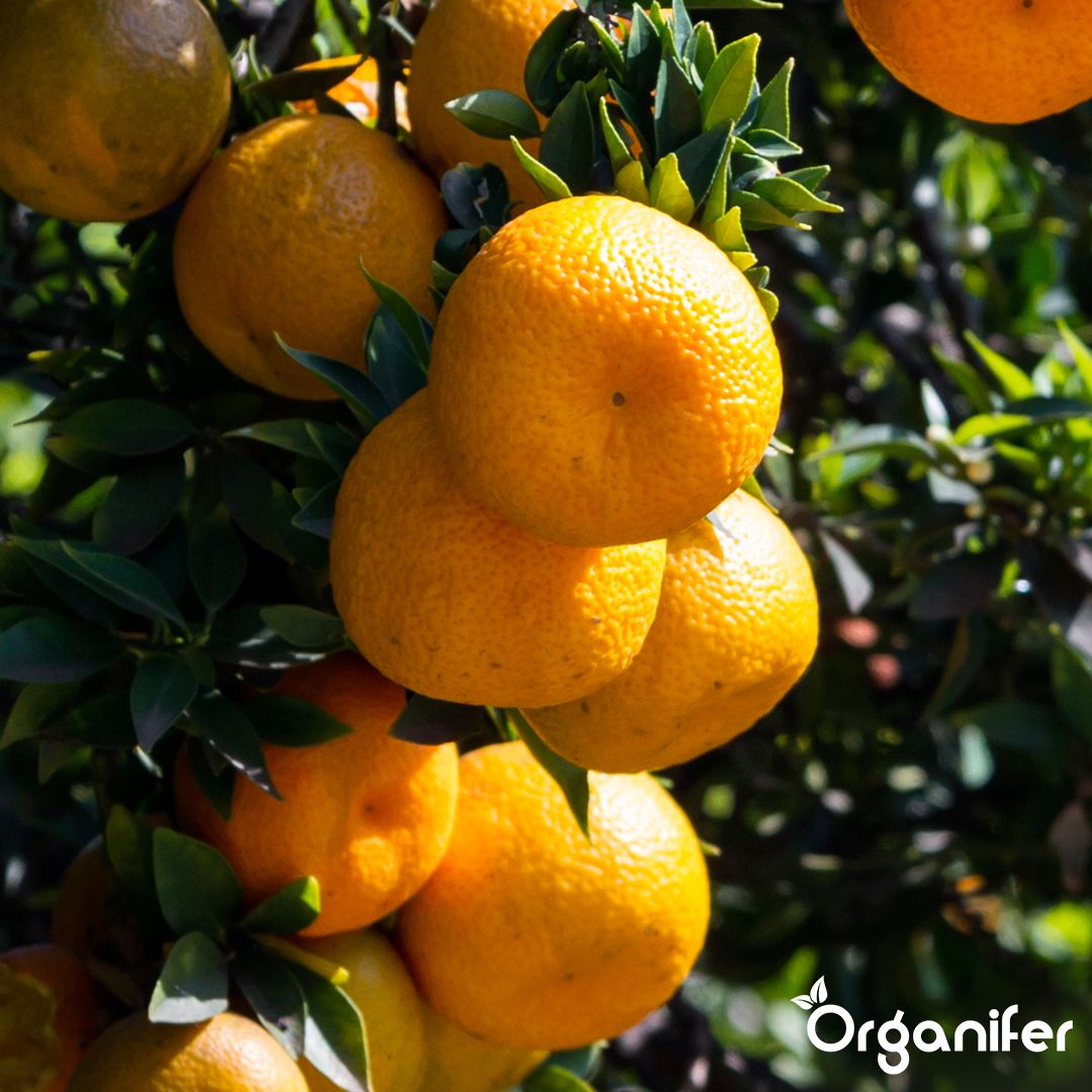 organifer-orange-tree-liquid-fertiliser-1