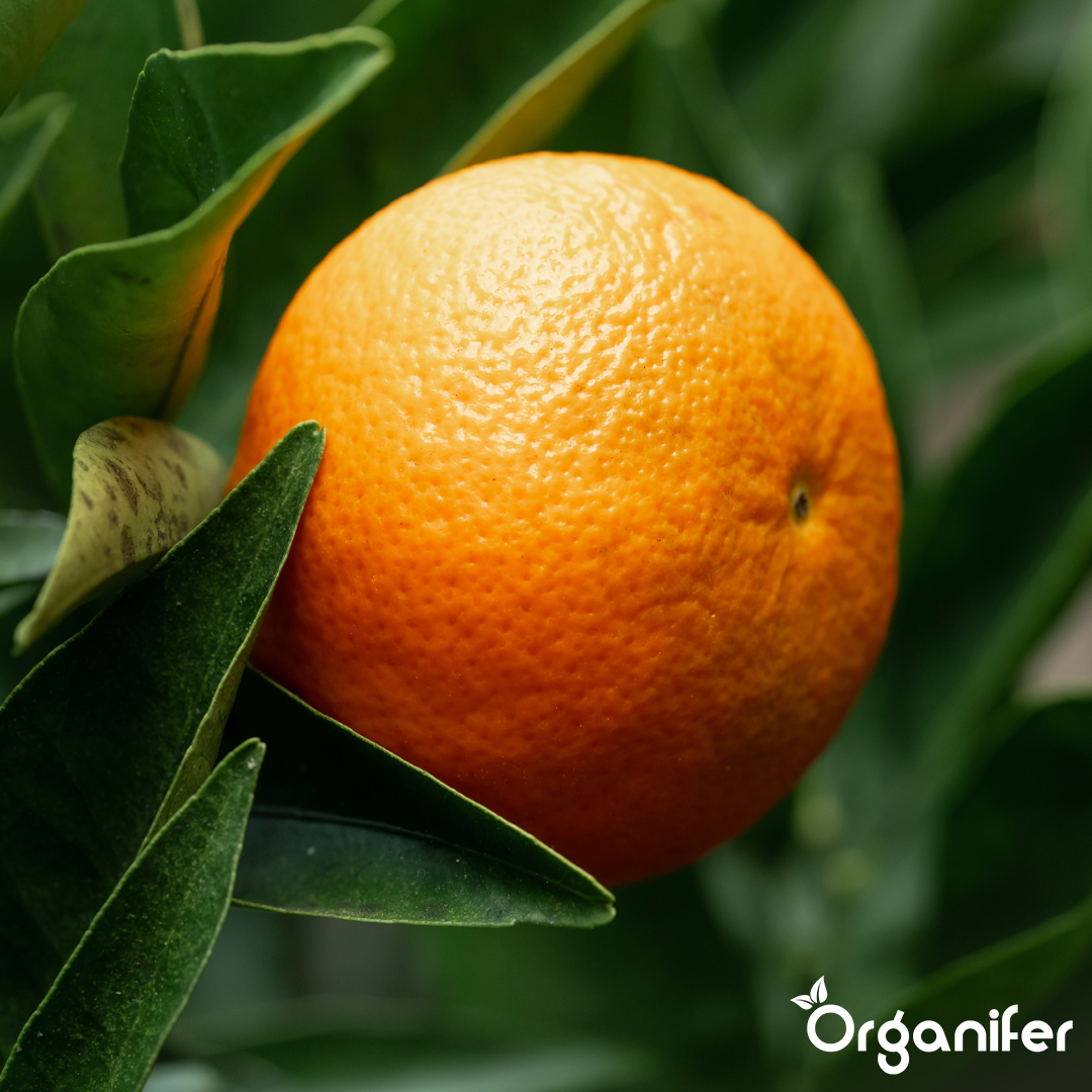 organifer-orange-tree-liquid-fertiliser-7