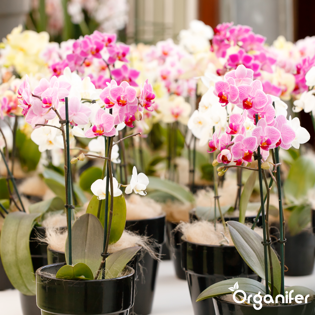 organifer-orchid-liquid-fertiliser-1