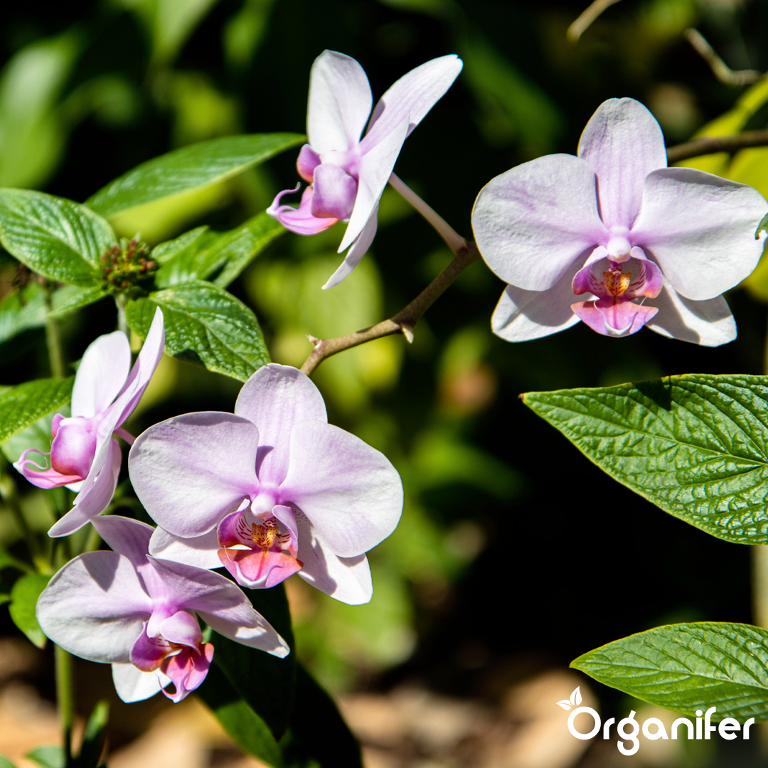 organifer-orchid-liquid-fertiliser-2