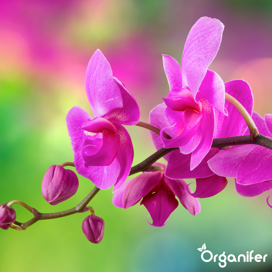 organifer-orchid-liquid-fertiliser-1-liter-6