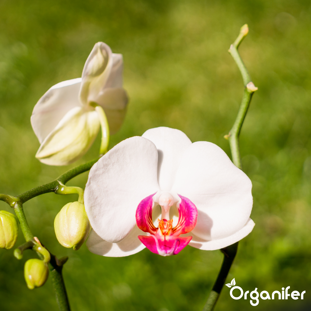 organifer-orchid-liquid-fertiliser