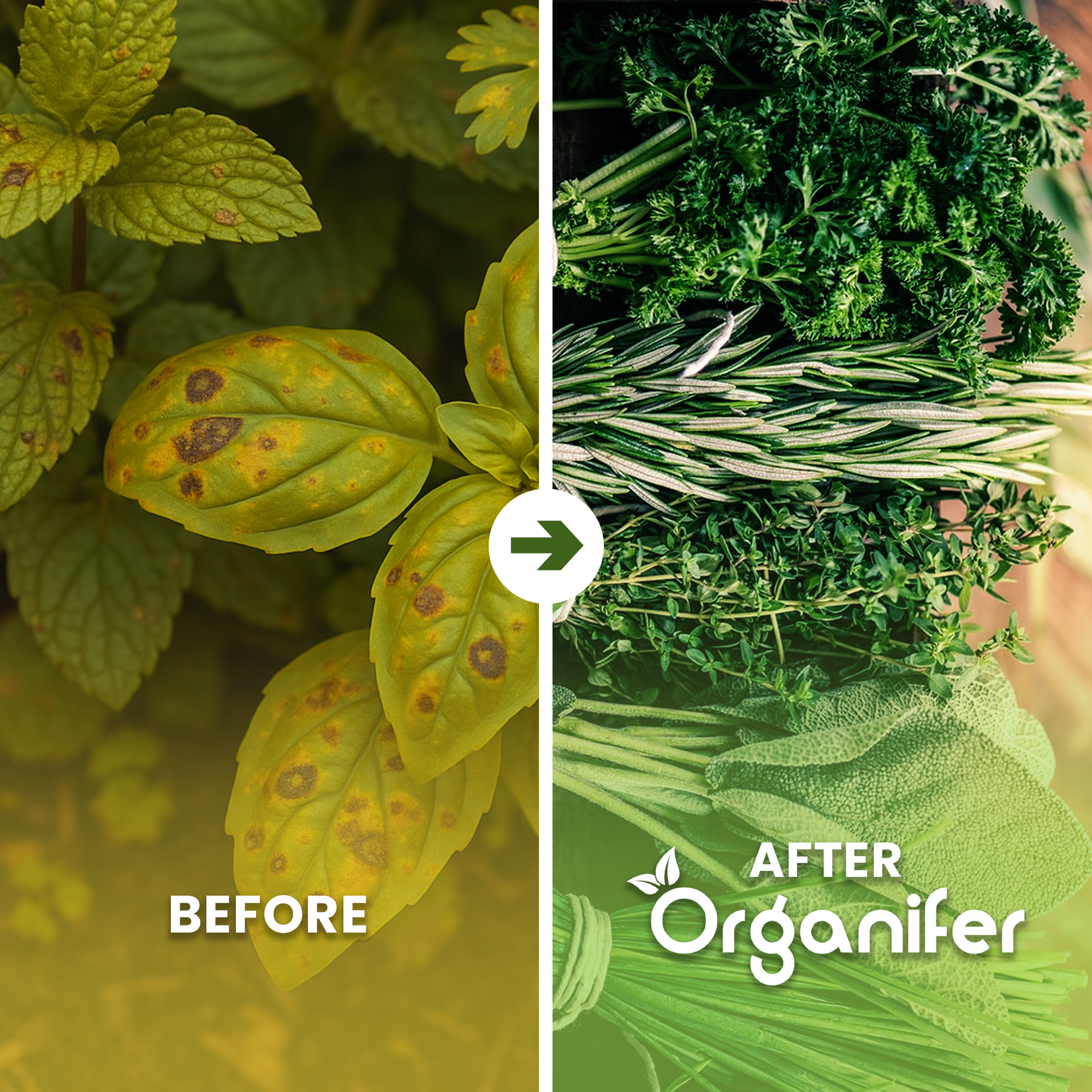 Organic Herb Seeds Package Before - after