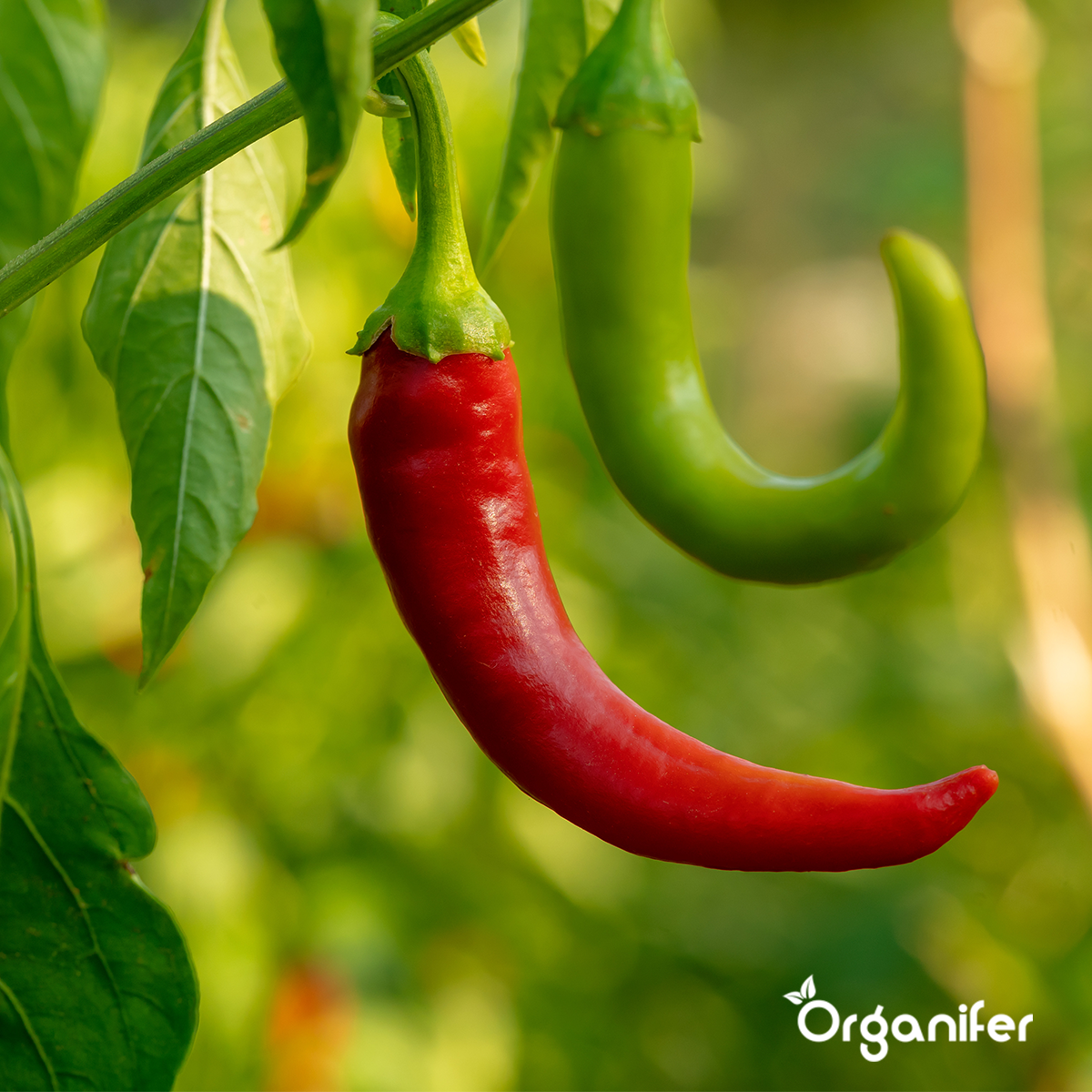 Organifer Organic Vegetable Seeds Package - 19 Types 8719958993211 10