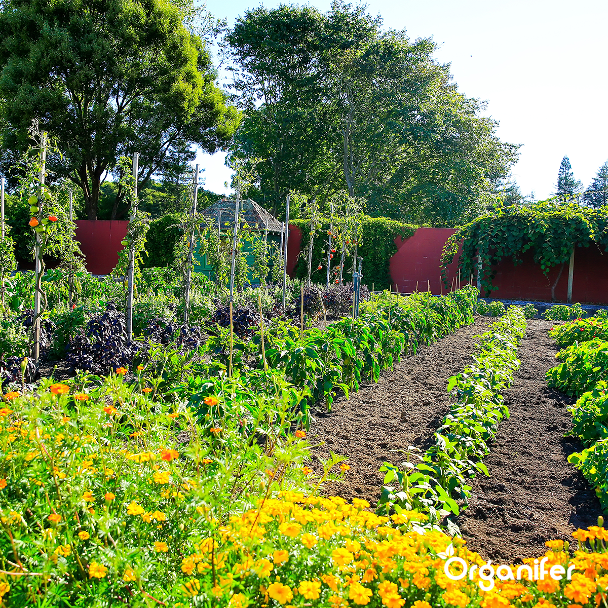 Organifer Organic Vegetable Seeds Package - 19 Types 8719958993211 13