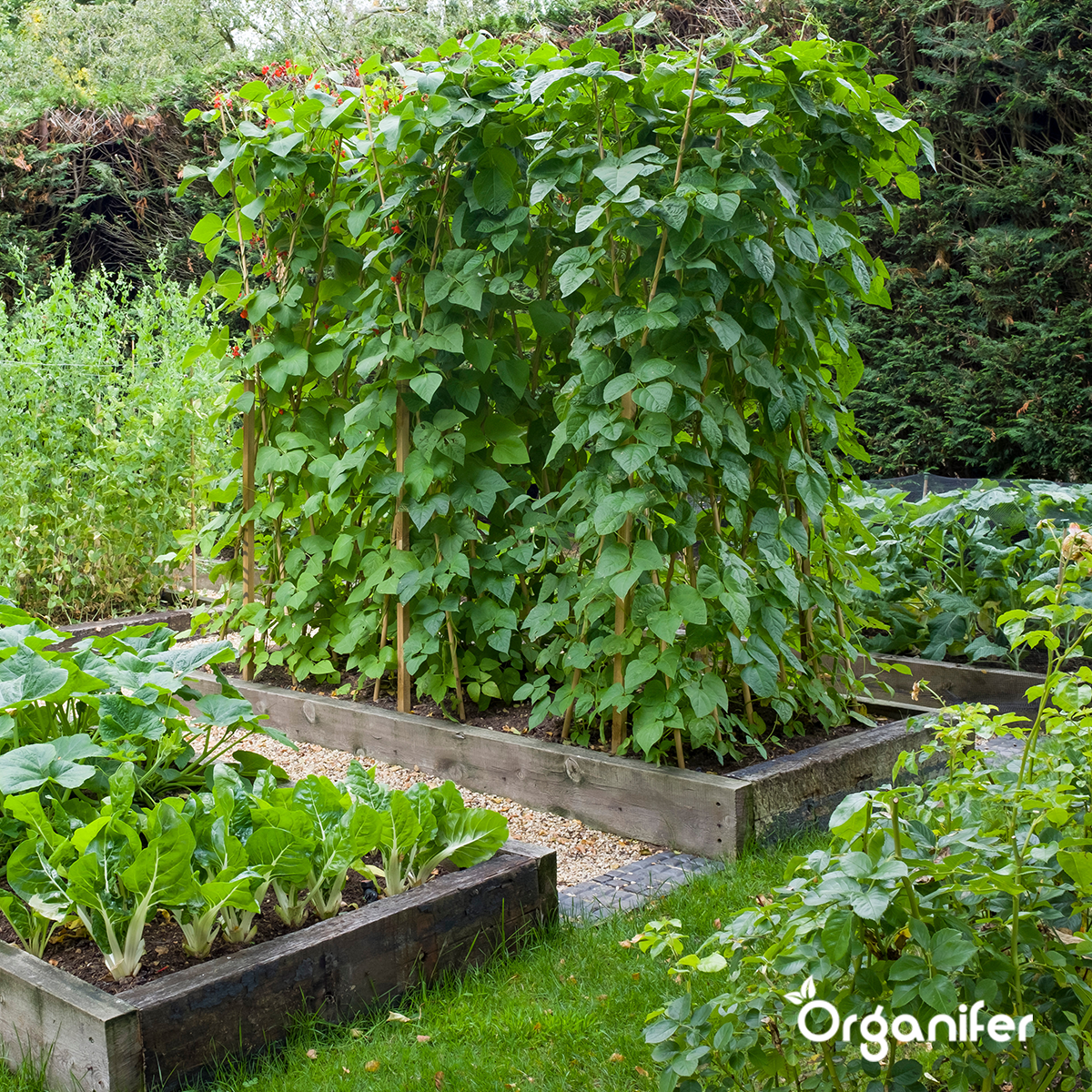 Organifer Organic Vegetable Seeds Package - 19 Types 8719958993211 6