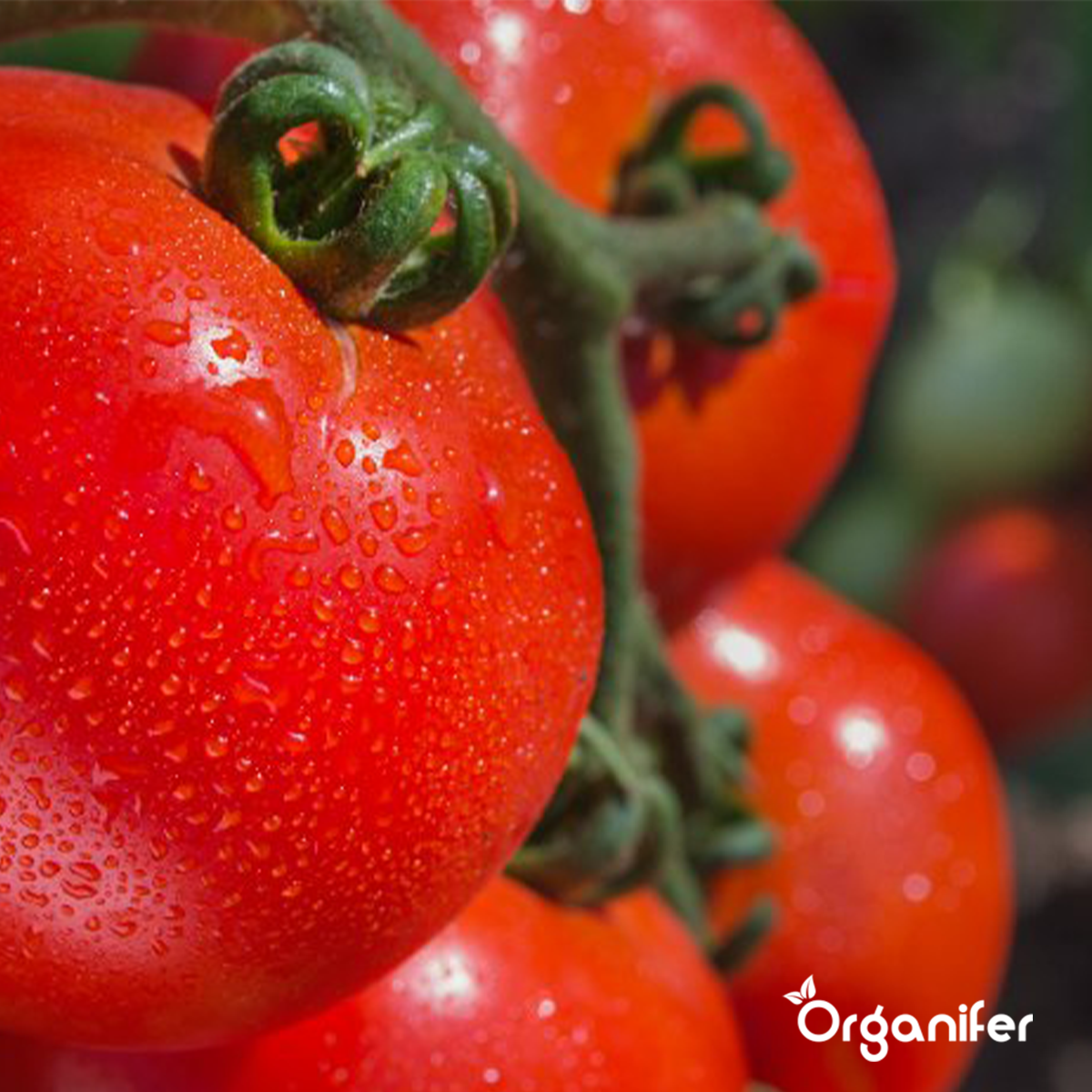 Organifer Organic Vegetable Seeds Package - 19 Types 8719958993211 7