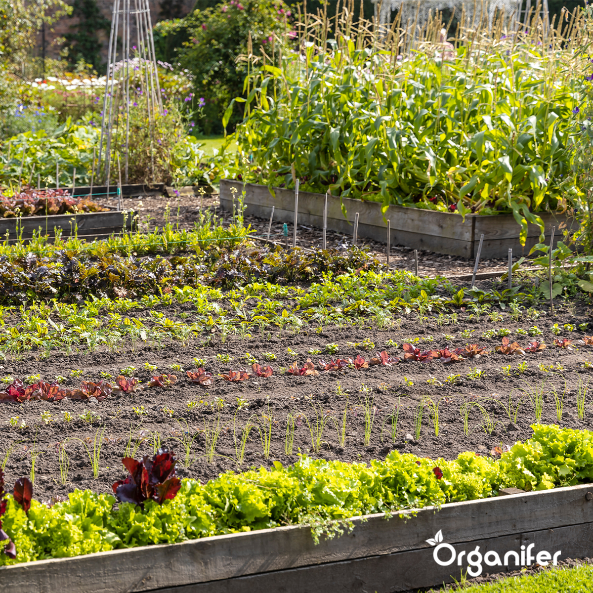 Organifer Organic Vegetable Seeds Package - 19 Types 8719958993211 9