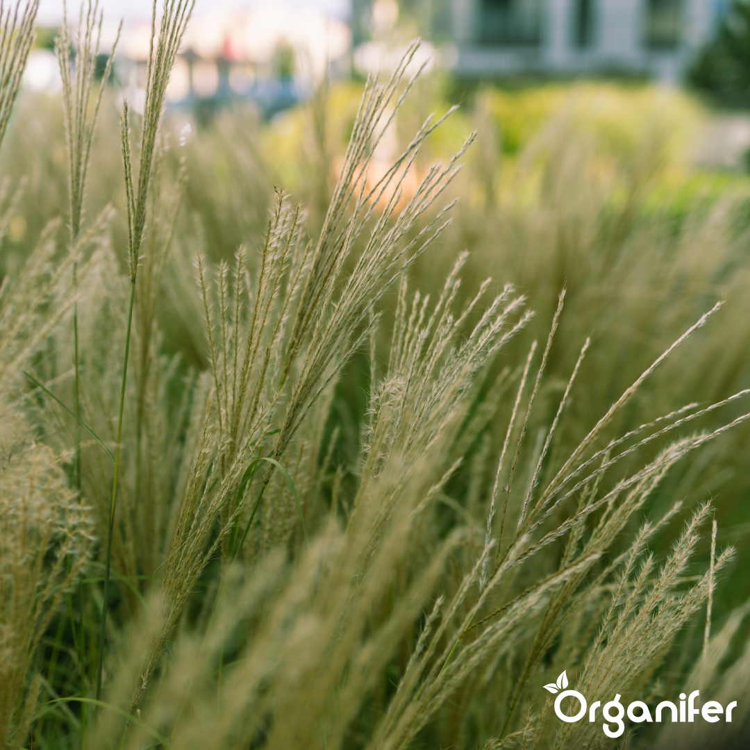 organifer-ornamental-grass-liquid-fertiliser