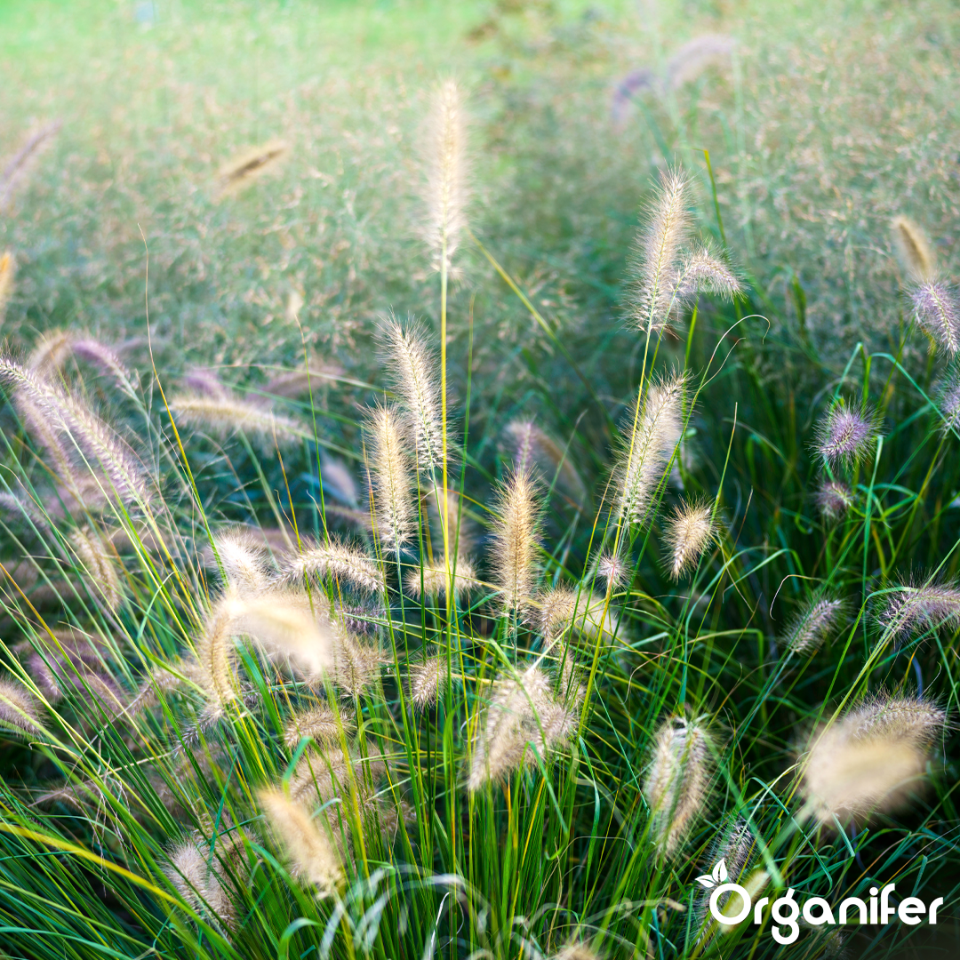 organifer-ornamental-grass-liquid-fertiliser