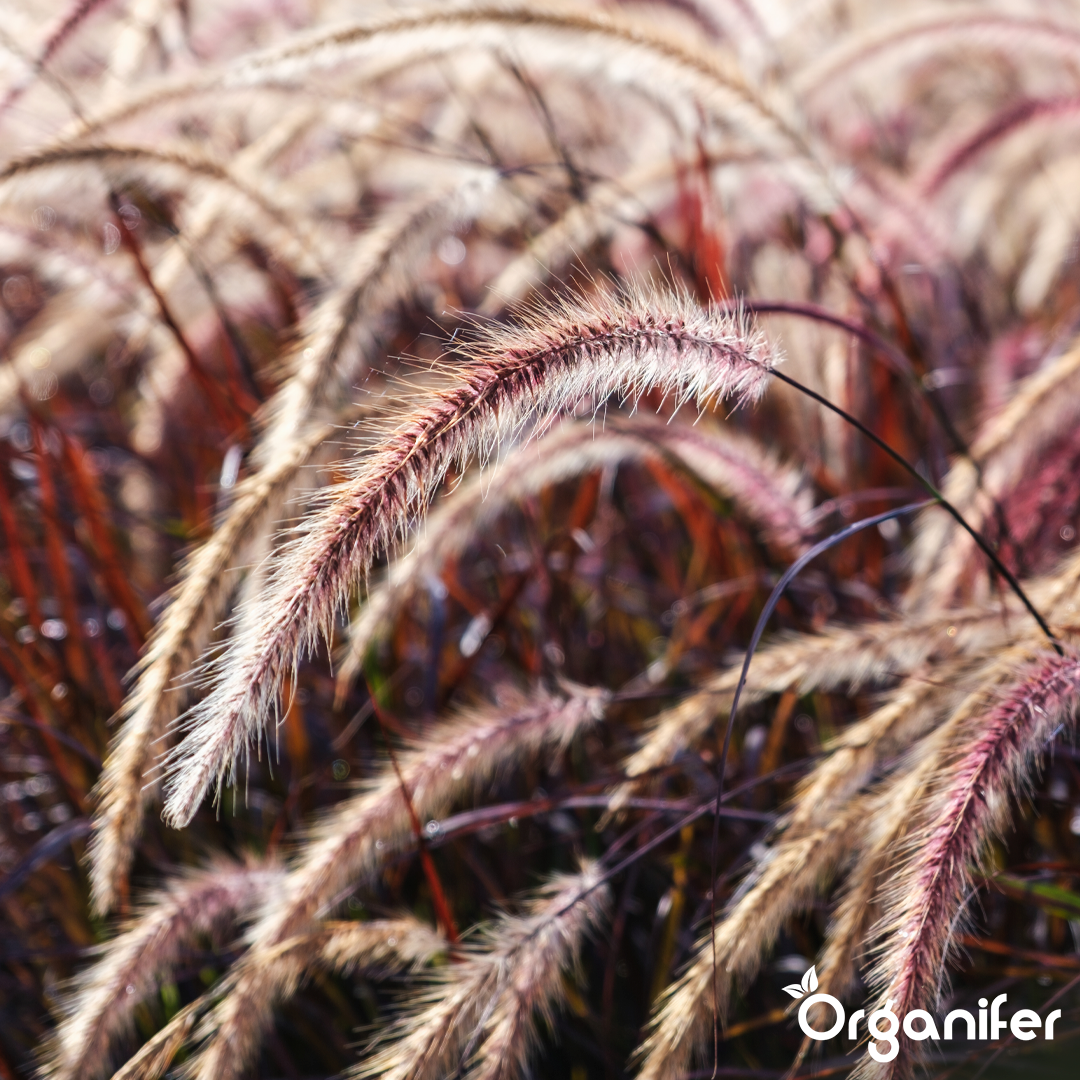 organifer-ornamental-grass-liquid-fertiliser