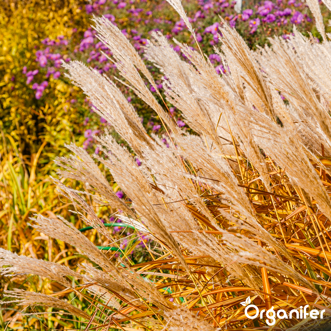 organifer-ornamental-grass-liquid-fertiliser