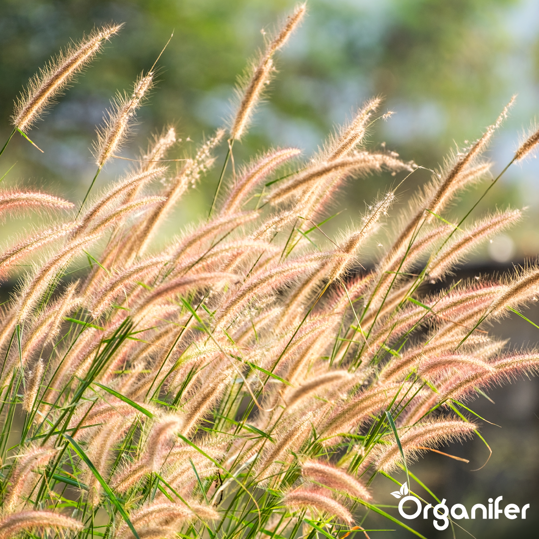 organifer-ornamental-grass-liquid-fertiliser