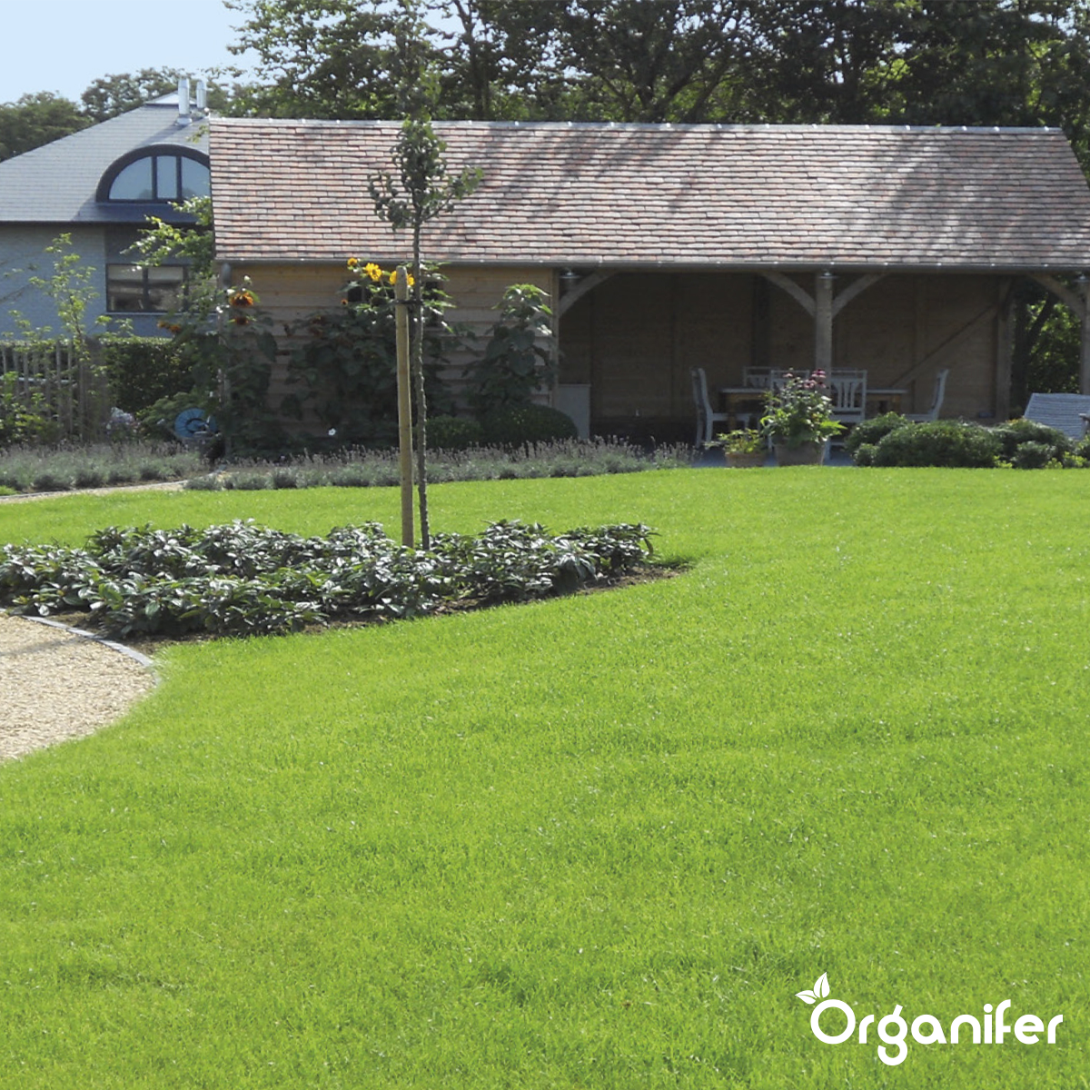 Organifer Ornamental Grass Seed - Elegant (5 kg for 250 m2) 8719958997721 12