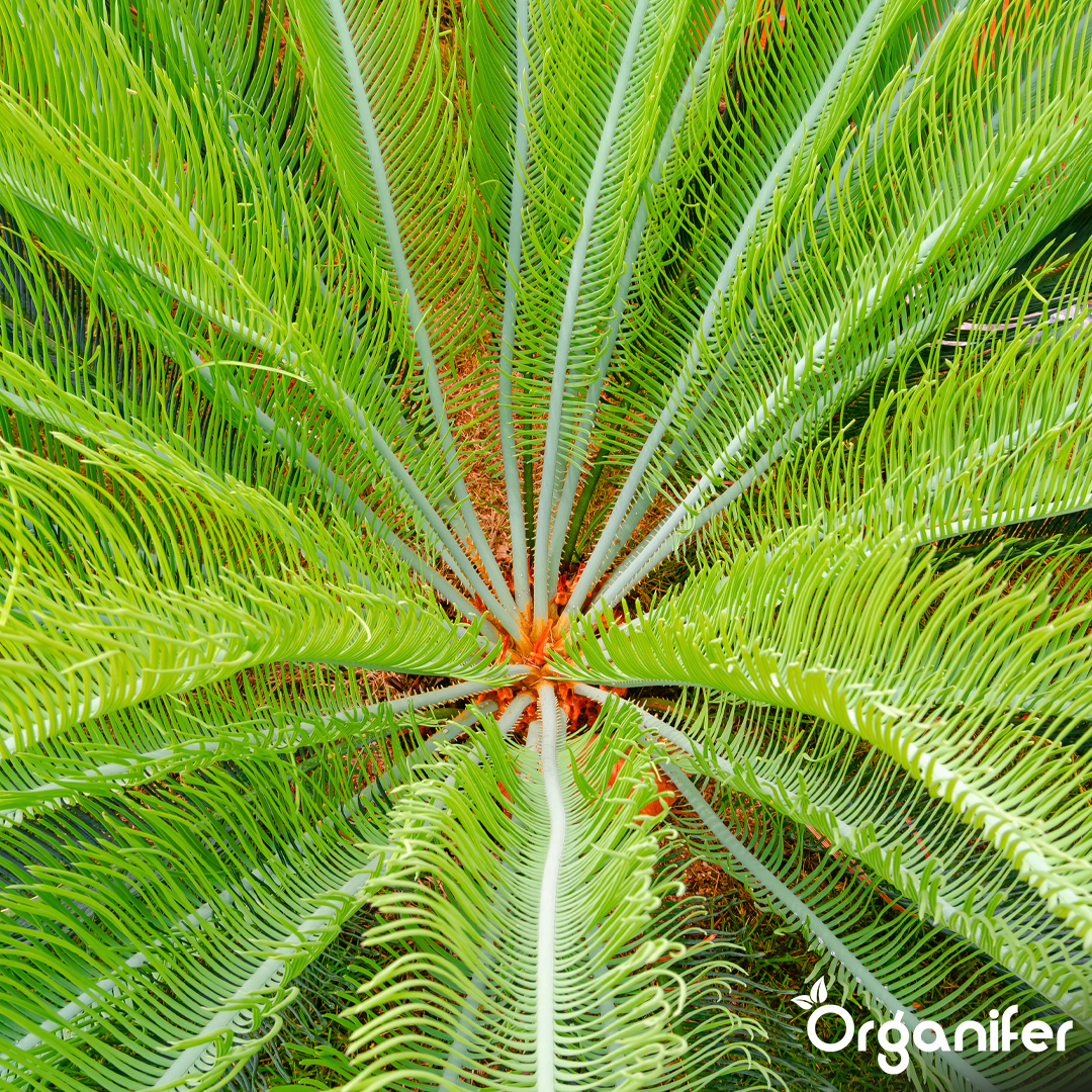 organifer-liquid-fertiliser-palm_fern