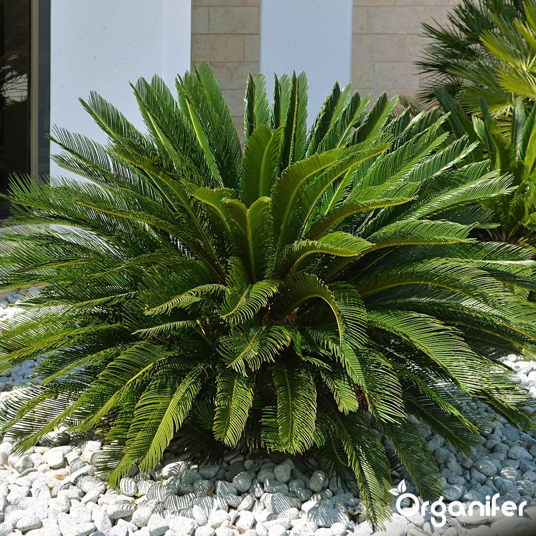 organifer-liquid-fertiliser-palm_fern