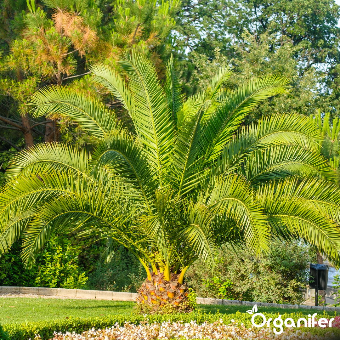 organifer-palm-liquid-fertiliser
