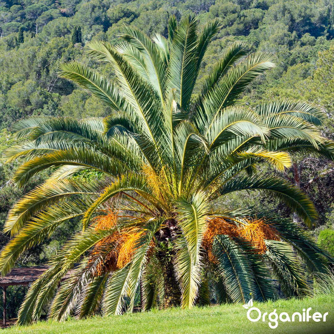 organifer-palm-liquid-fertiliser