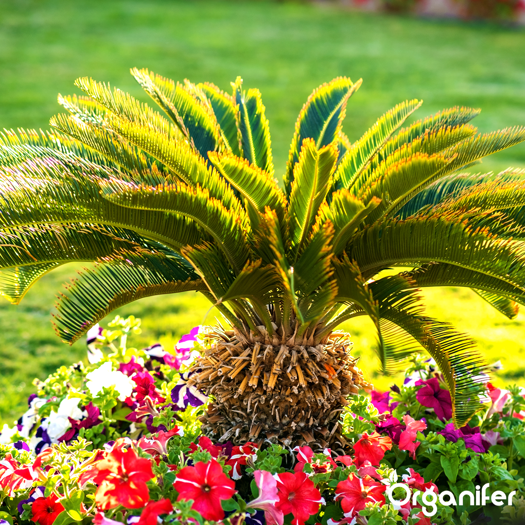 organifer-palm-liquid-fertiliser