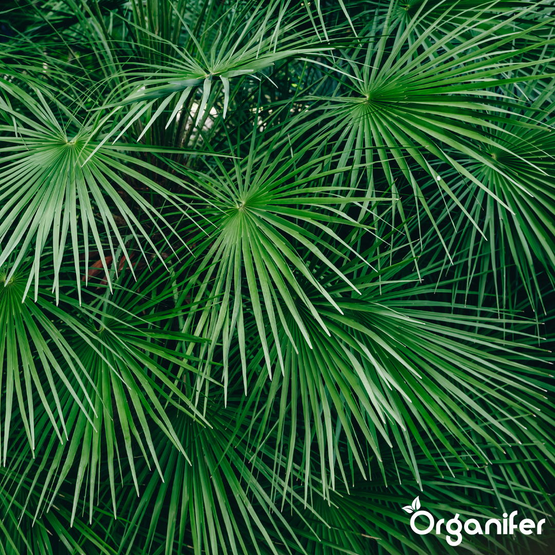 Organifer