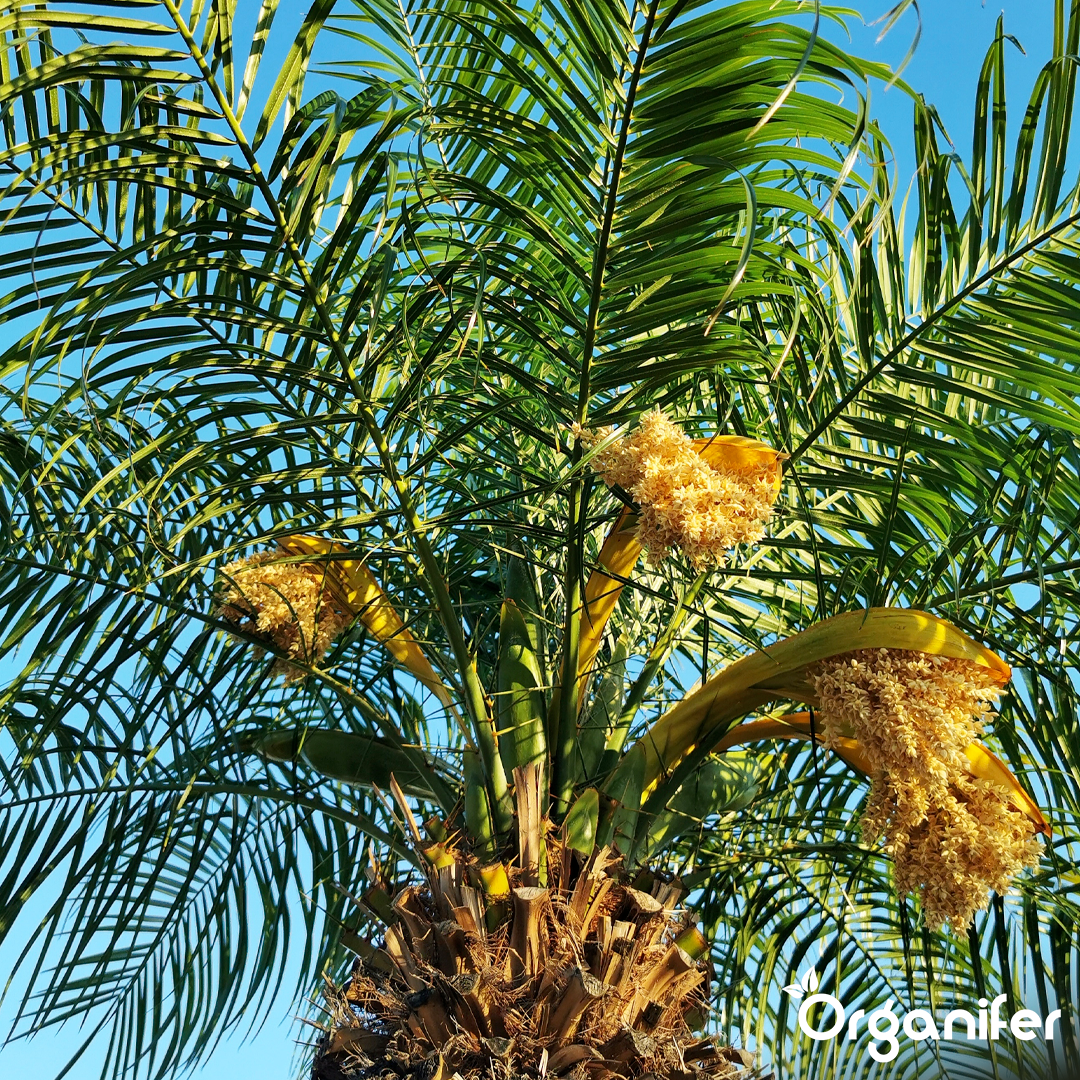 organifer-palm-liquid-fertiliser
