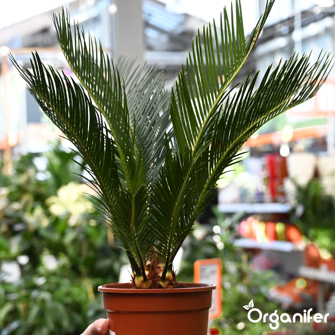 organifer-palm-liquid-fertiliser