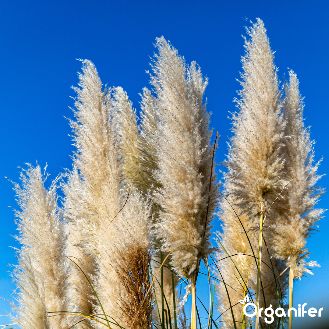 organifer-pampas-grass-liquid-fertiliser-1