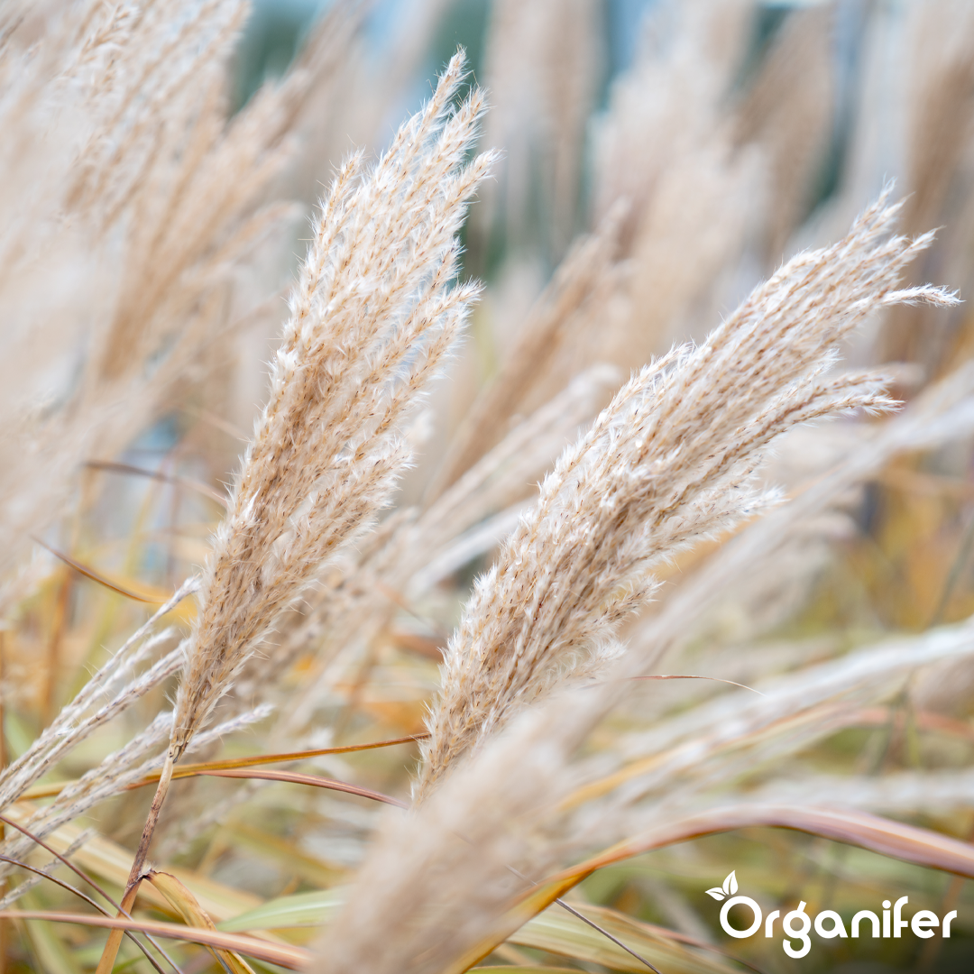 organifer-pampas-grass-liquid-fertiliser