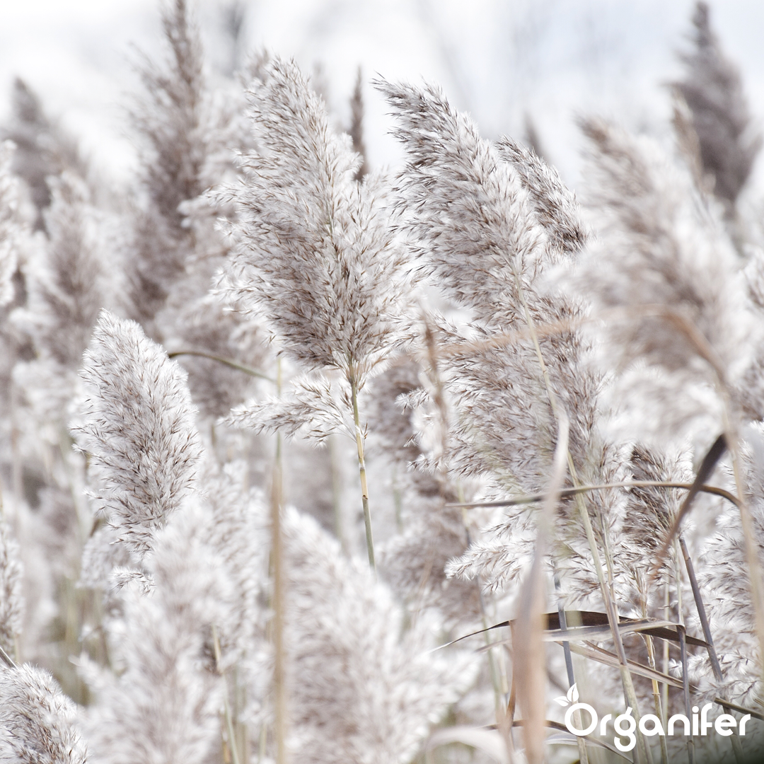 organifer-pampas-grass-liquid-fertiliser
