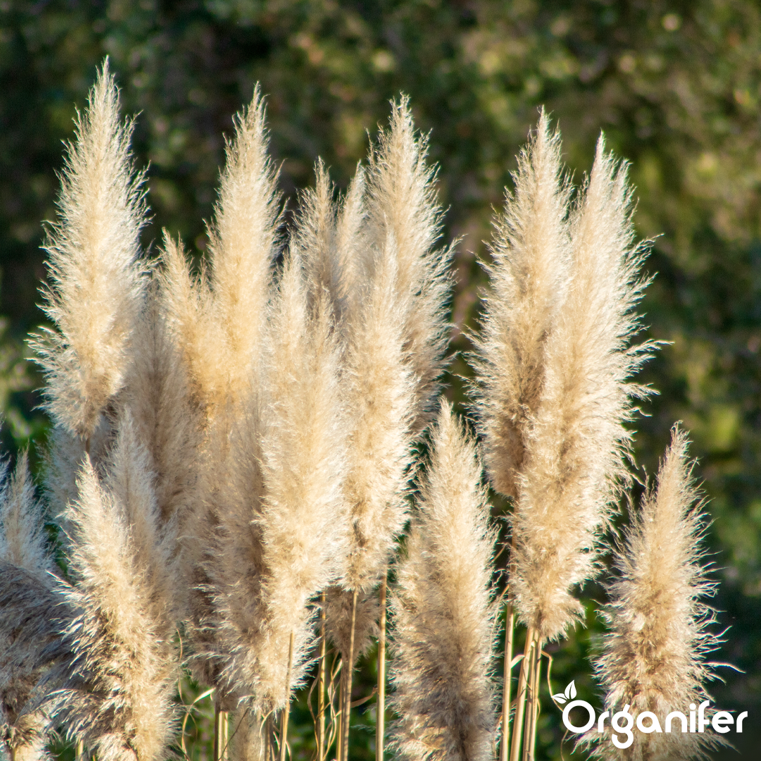 organifer-pampas-grass-liquid-fertiliser