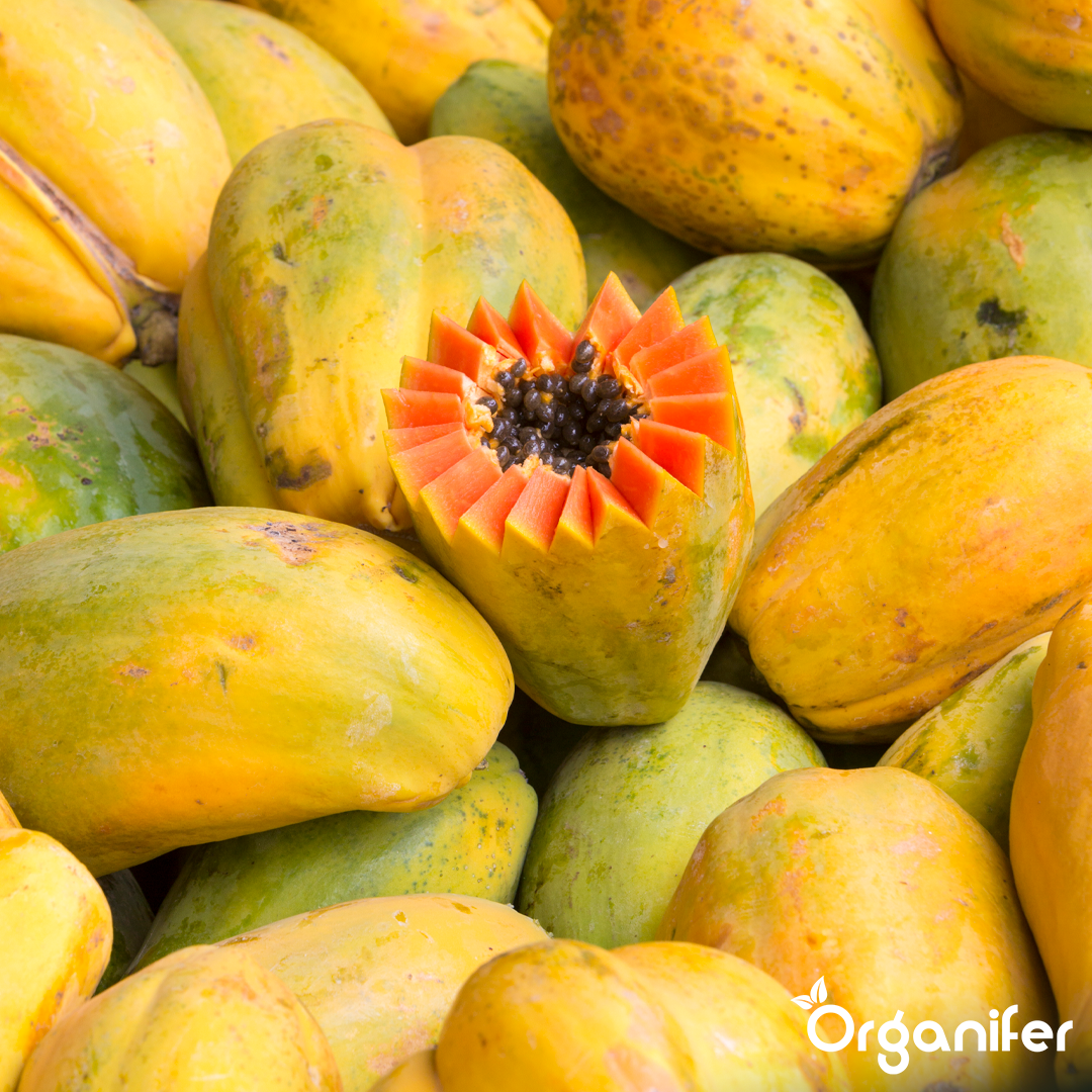 organifer-papaya-liquid-fertiliser